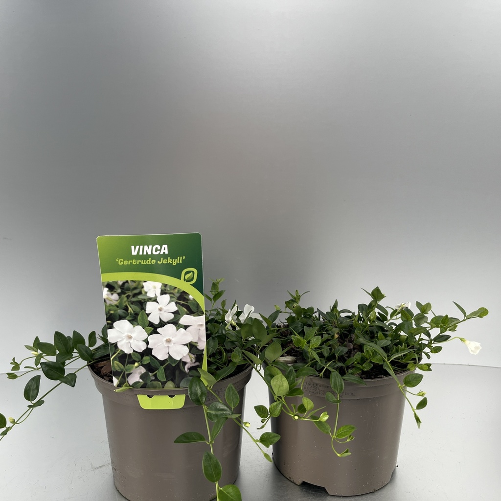 [VINGJEKY-C2] Vinca minor 'Gertrude Jekyll'