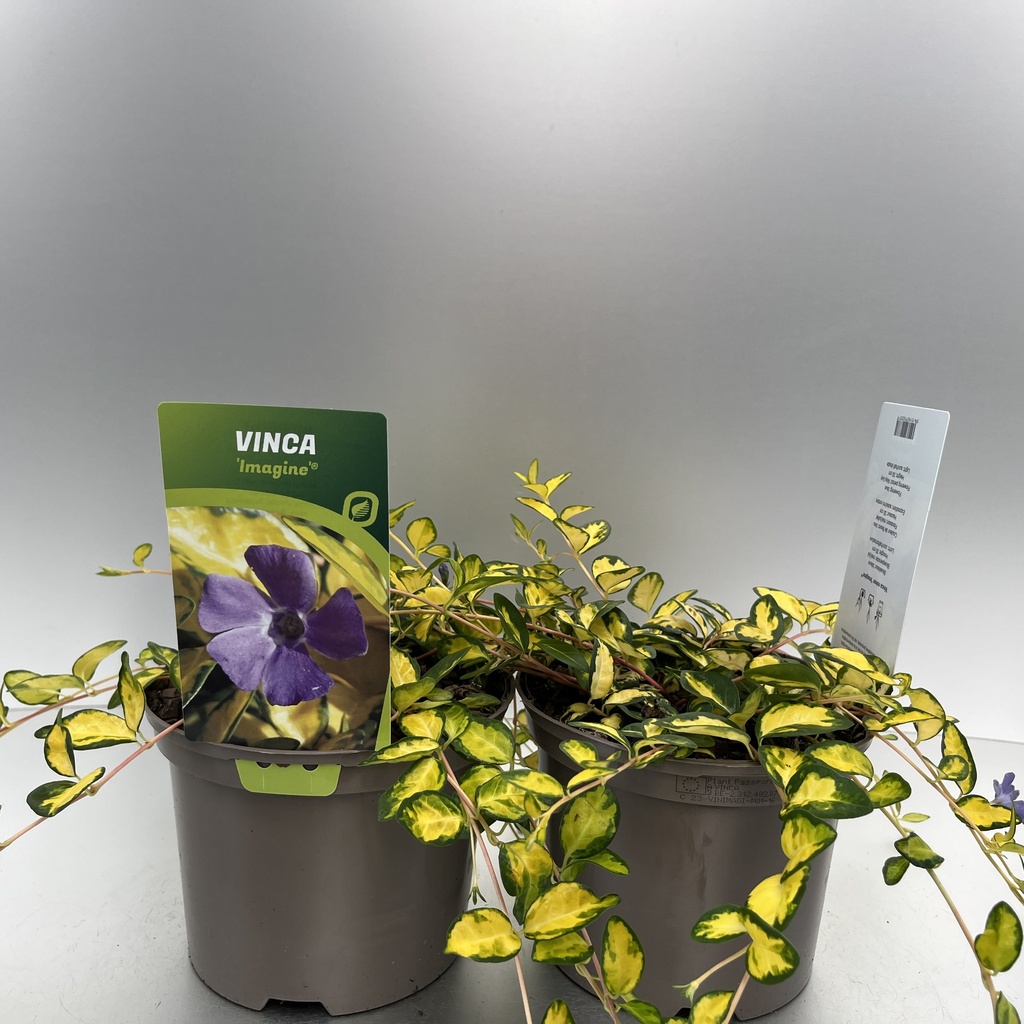 [VINILLUM-C2] Vinca minor 'Illumination'