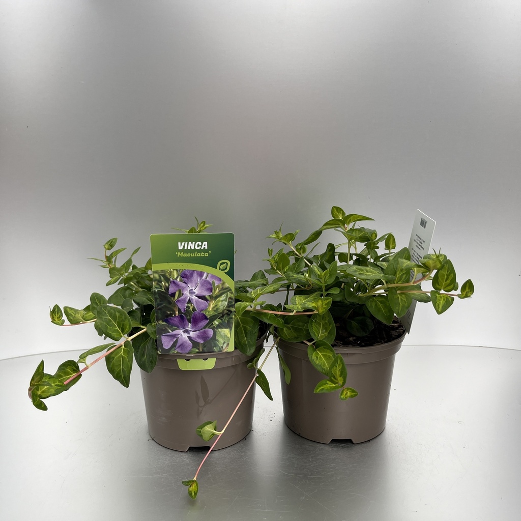 [VINMACUL-C2] Vinca major 'Maculata'