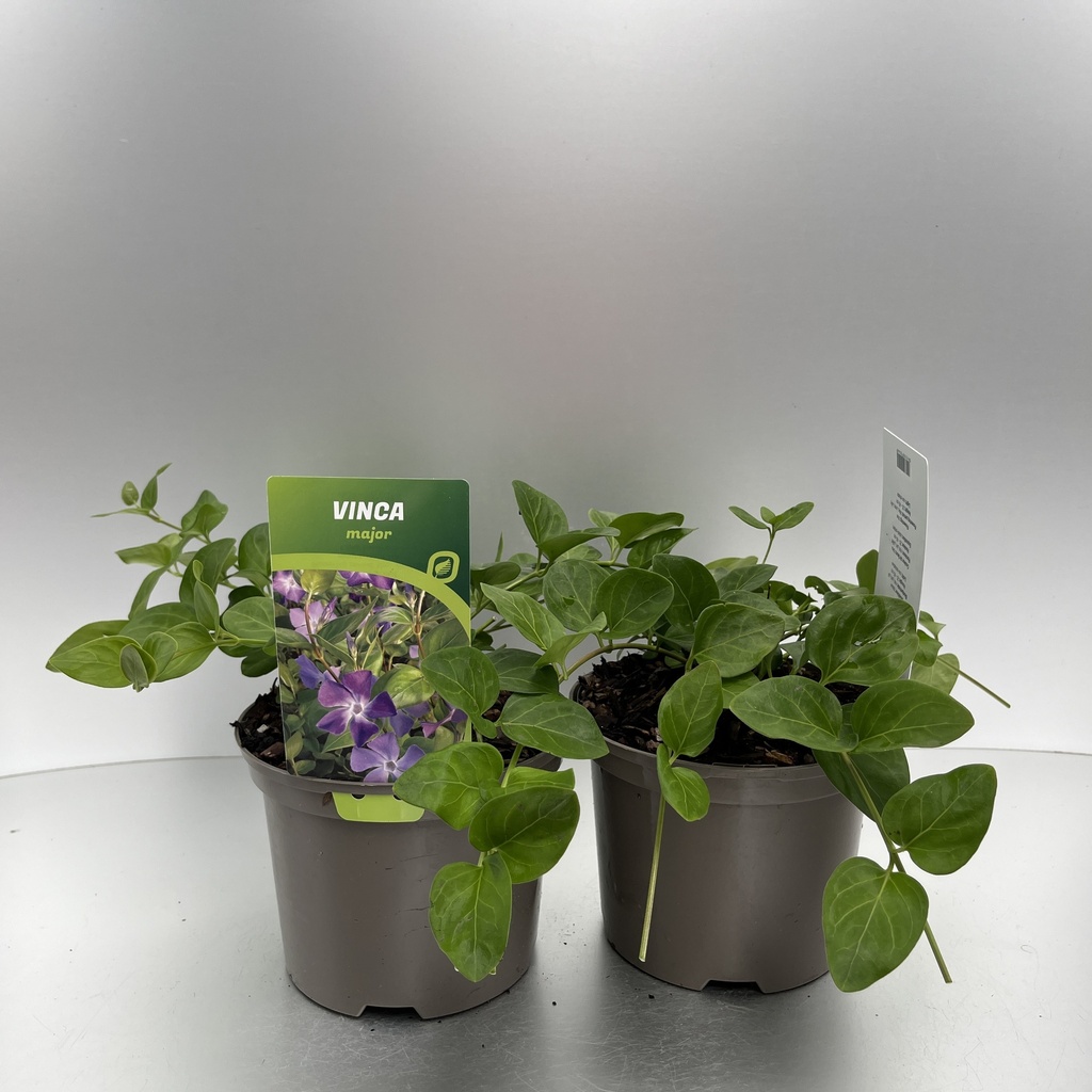 [VINMAJOR-C2] Vinca major