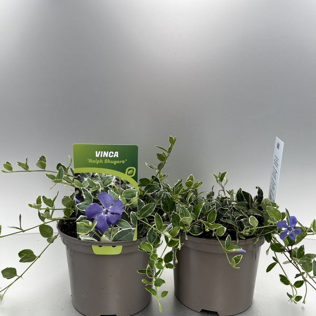 [VINRSHUE-C2] Vinca minor 'Ralph Shugert'