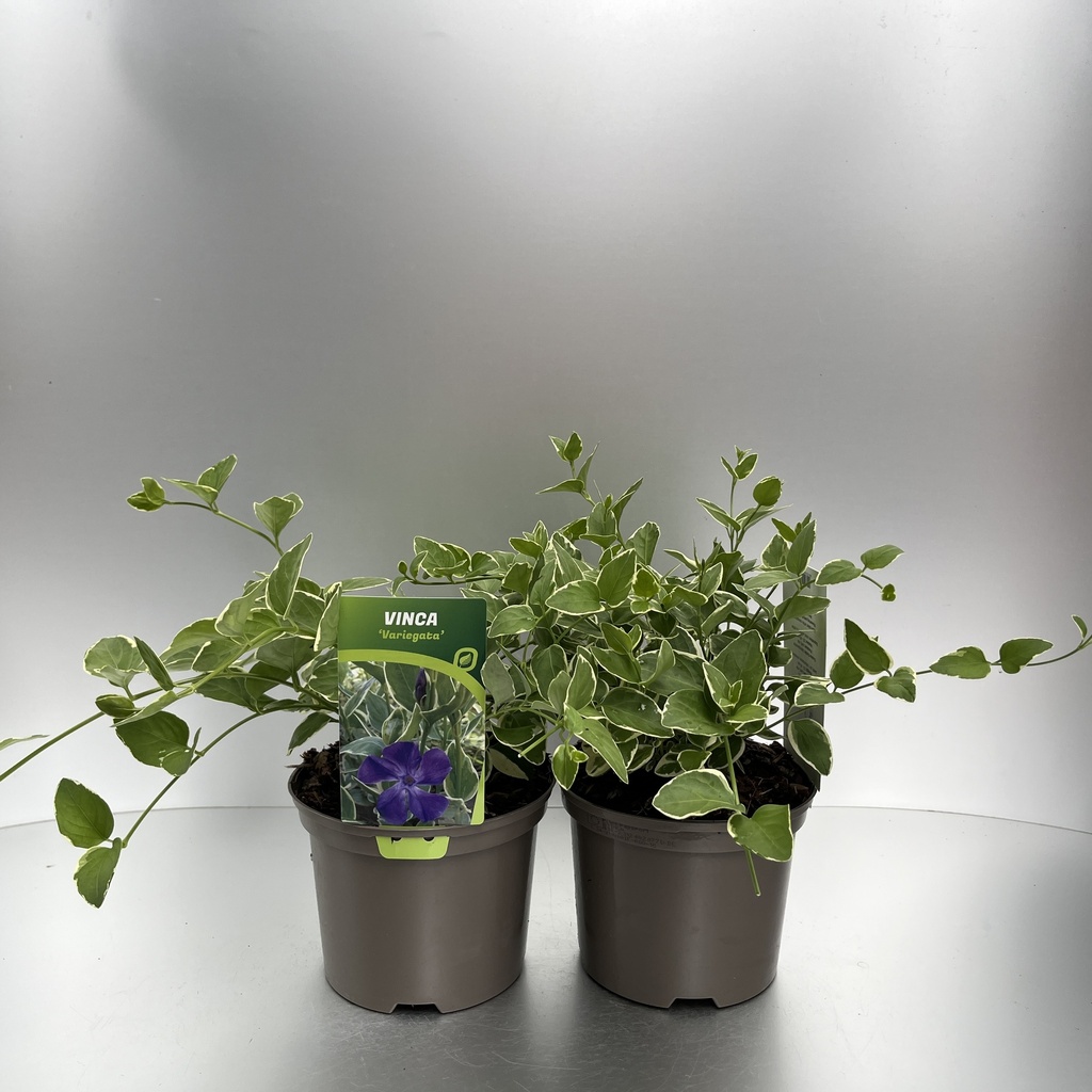 [VINVARIE-C2] Vinca major 'Variegata'