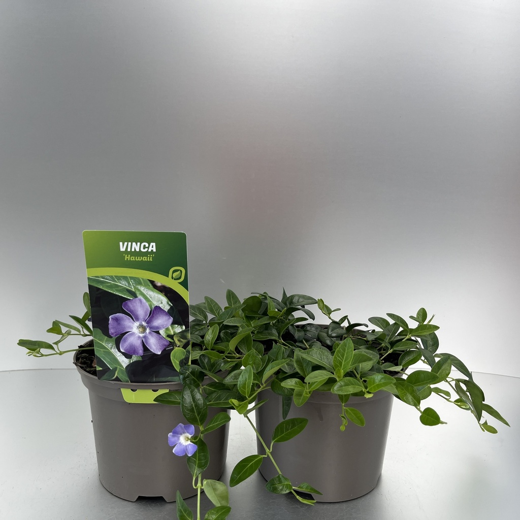 [VINHAWAI-C2] Vinca minor 'Hawaii'
