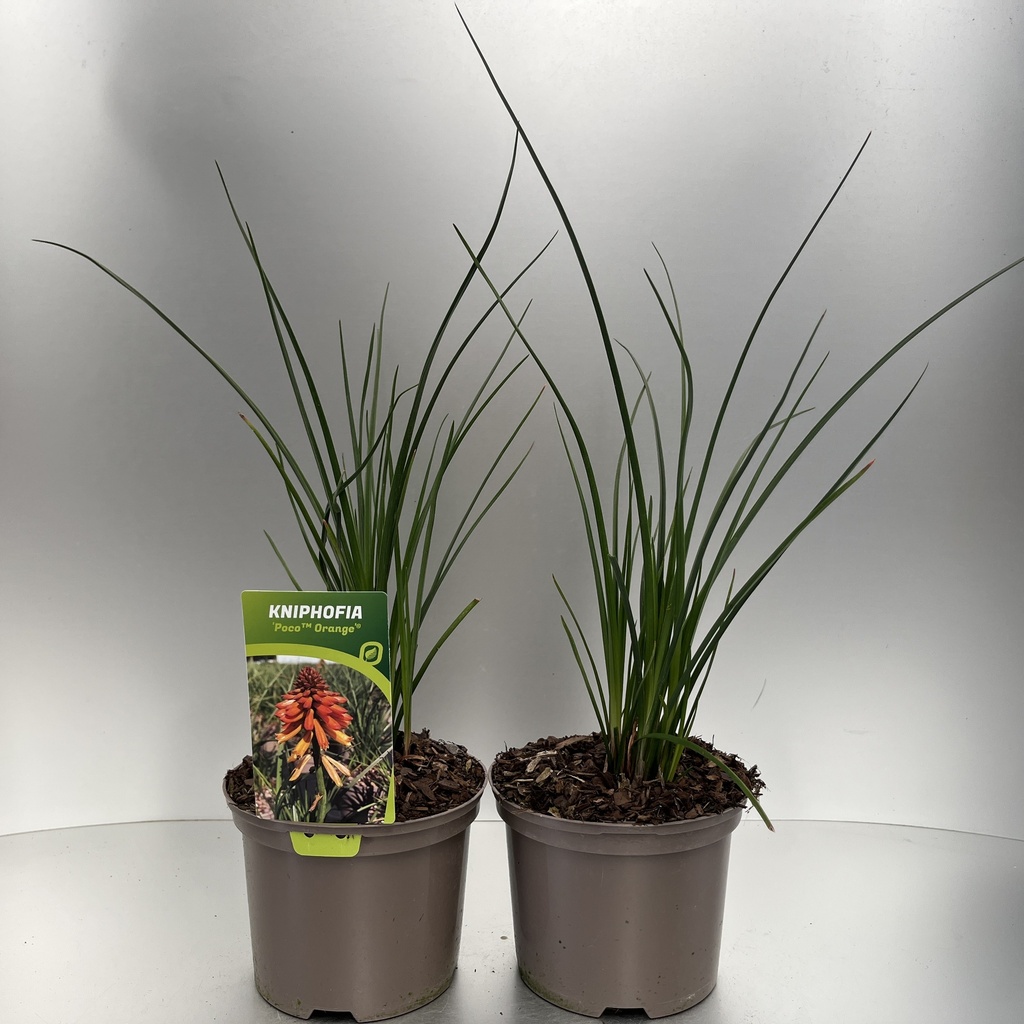 [KNIPORAN-C2] Kniphofia 'Poco™ Orange'®