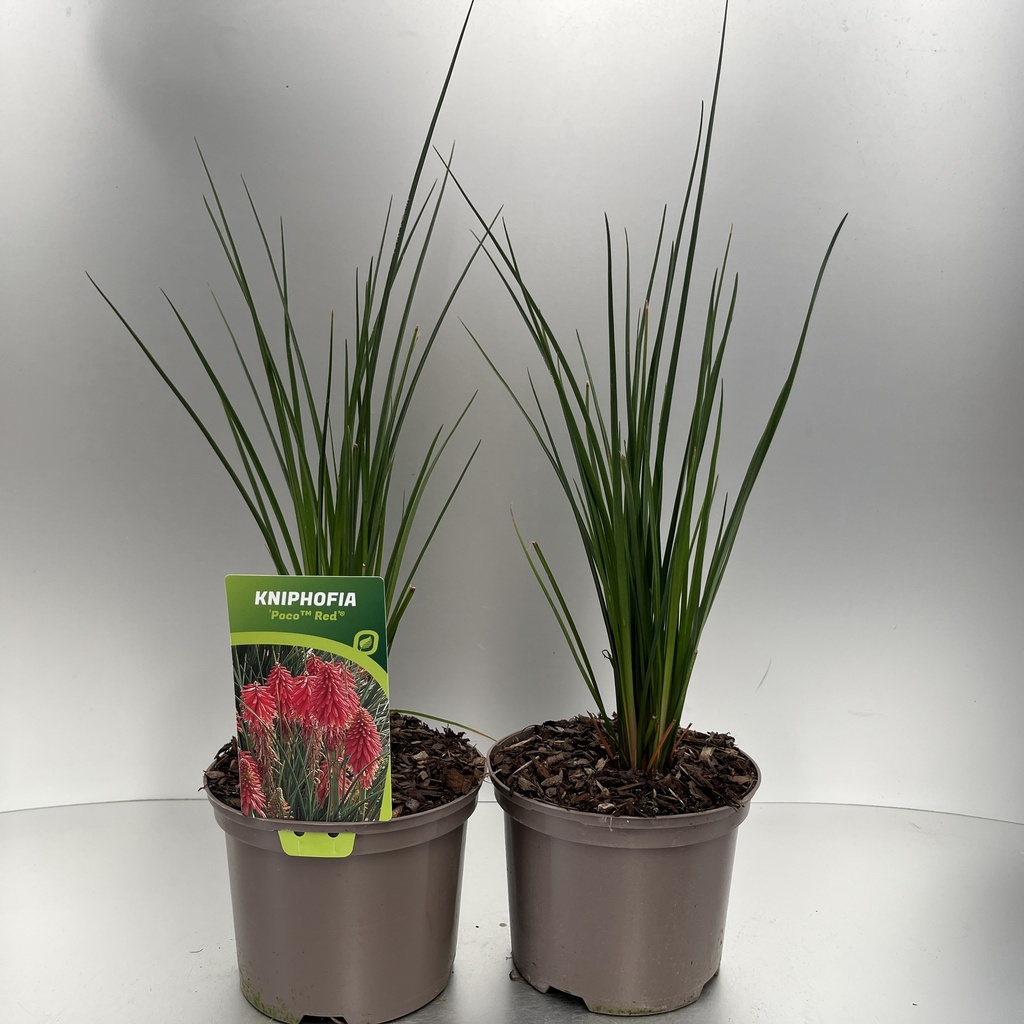 [KNIPRED-C2] Kniphofia 'Poco™ Red'®