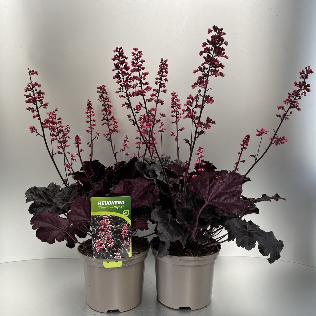 [HEUTNIGH-C2] Heuchera 'Timeless Night'®
